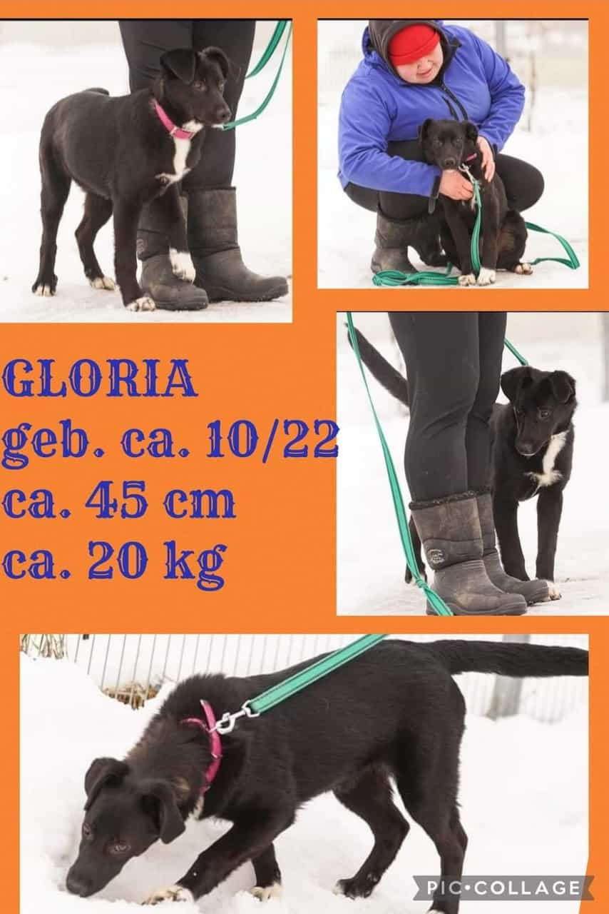 Gloria collage