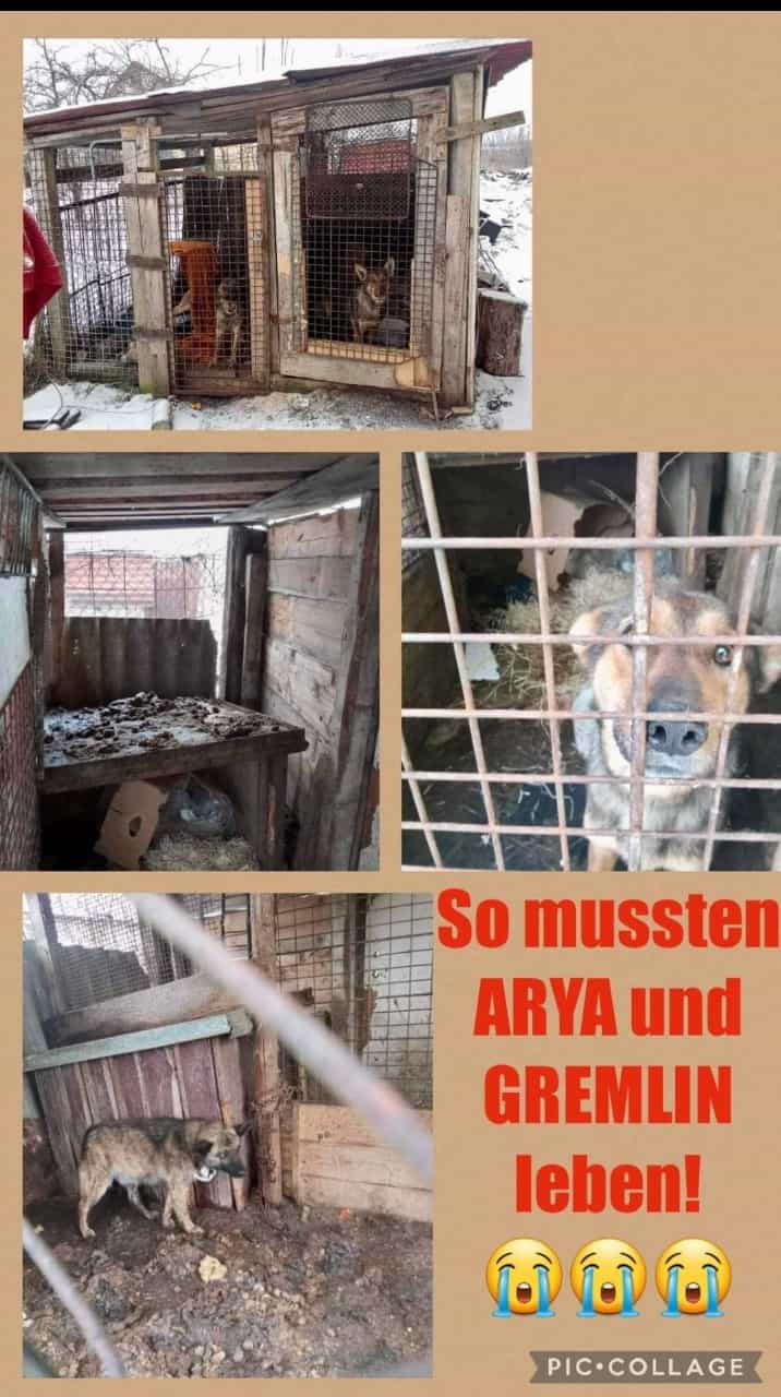 Arya collage