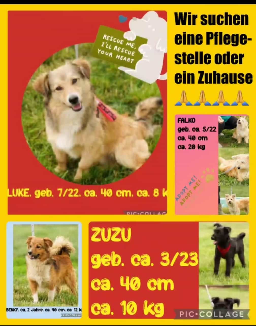 Pflegestelle gesucht1