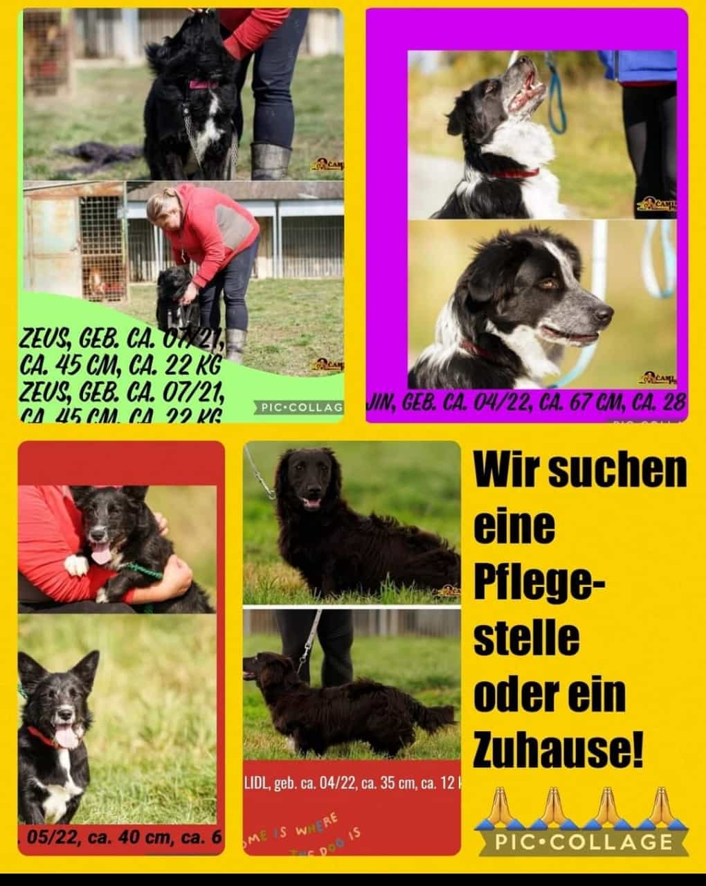 Pflegestelle gesucht2