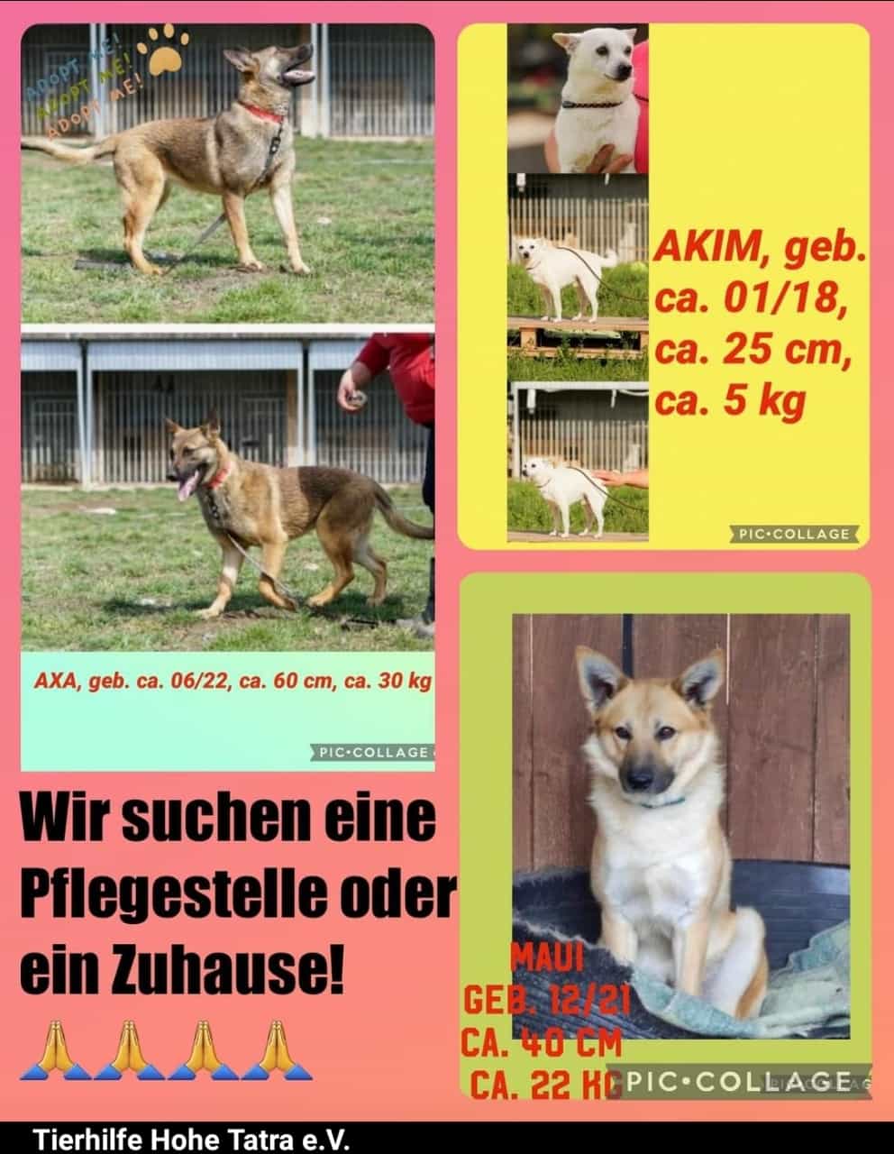 Pflegestelle gesucht4