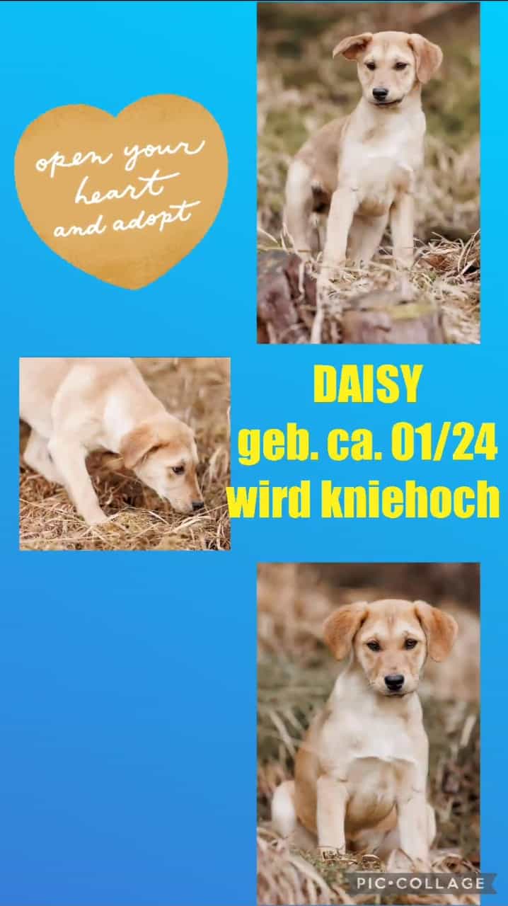 Daisy text