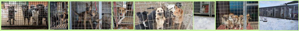 Prekäre Bedingungen für die Hunde