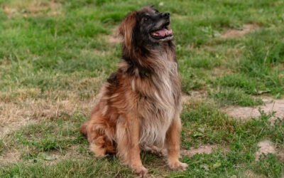 Borko