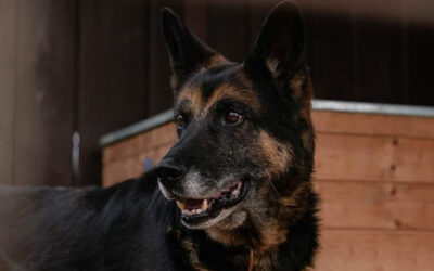 Nerko