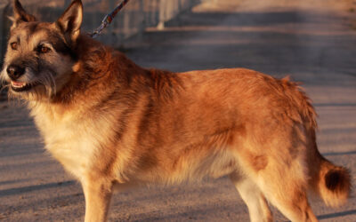Risko